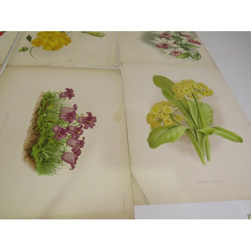 19 - Ten botanical illustration vintage chromolithograph prints from the weekly magazine 'the garden' 187... 