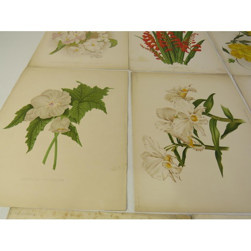 19 - Ten botanical illustration vintage chromolithograph prints from the weekly magazine 'the garden' 187... 