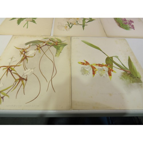 19 - Ten botanical illustration vintage chromolithograph prints from the weekly magazine 'the garden' 187... 