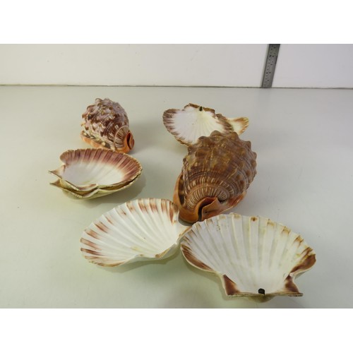 38 - Eight assorted seashells