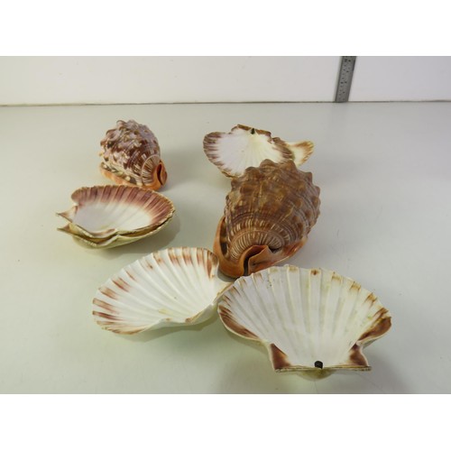 38 - Eight assorted seashells