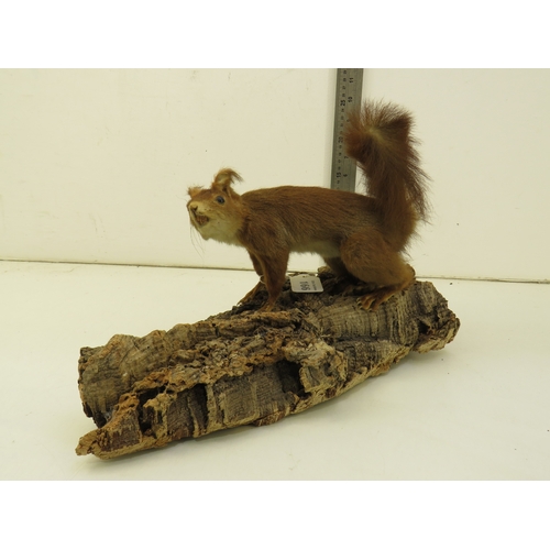 166 - Taxidermy Victorian red squirrel