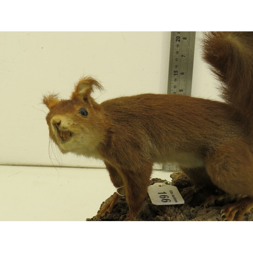 166 - Taxidermy Victorian red squirrel
