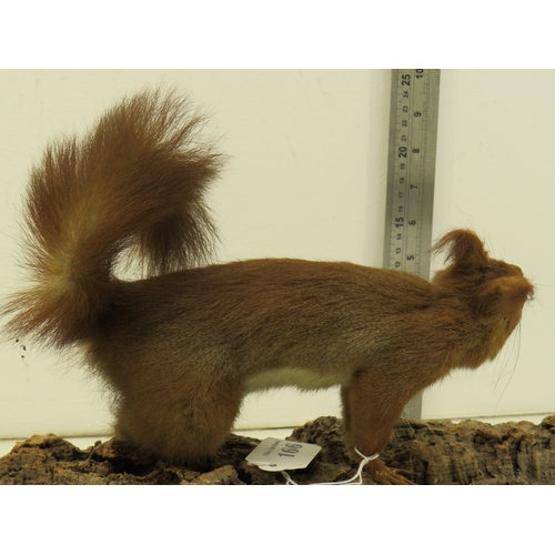 166 - Taxidermy Victorian red squirrel