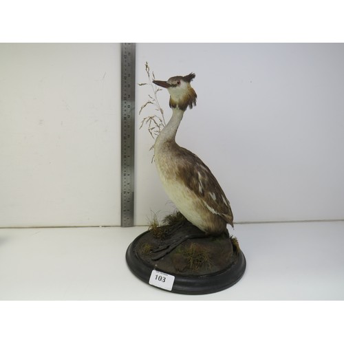 103 - Victorian taxidermy Grebe