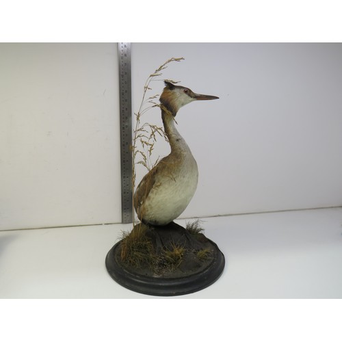 103 - Victorian taxidermy Grebe