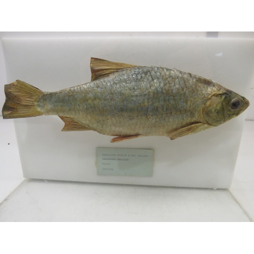 Lot 163       