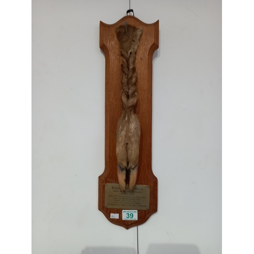 39 - 1957 taxidermy of deer hoof from France, with plaque