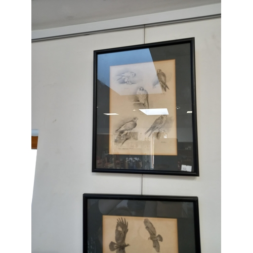 18 - 3 x framed John Cyril Harrison pencil Drawings of Birds 1898 - 1985 Norfolk Artist