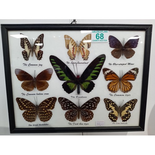 68 - Vintage preserved butterfly's mounted and framed