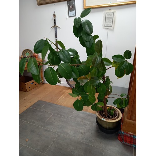 97 - Large rubber plant