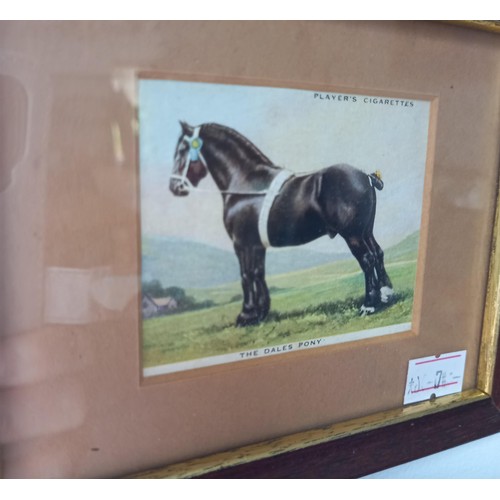 66 - 8x framed Players cigarette cards of horses