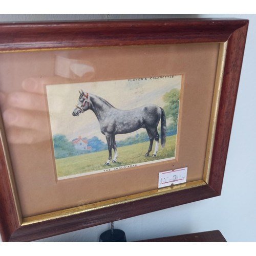 66 - 8x framed Players cigarette cards of horses