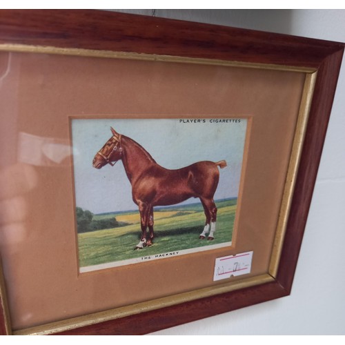 66 - 8x framed Players cigarette cards of horses