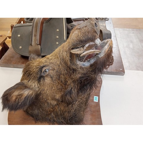 355 - Taxidermy Wild Boars Head Large