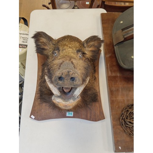 355 - Taxidermy Wild Boars Head Large