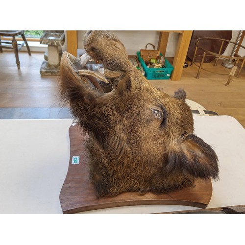 355 - Taxidermy Wild Boars Head Large