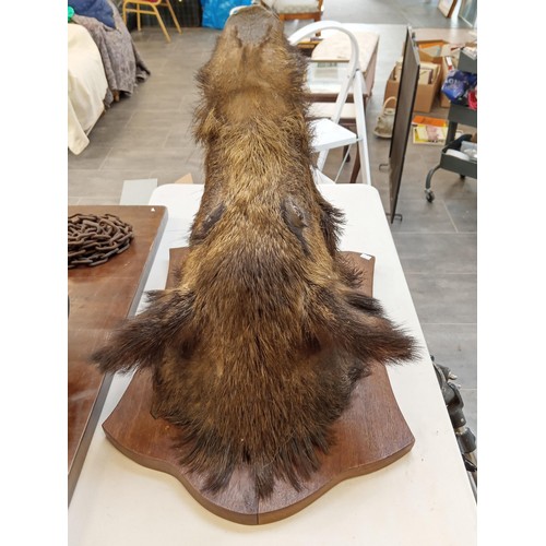 355 - Taxidermy Wild Boars Head Large