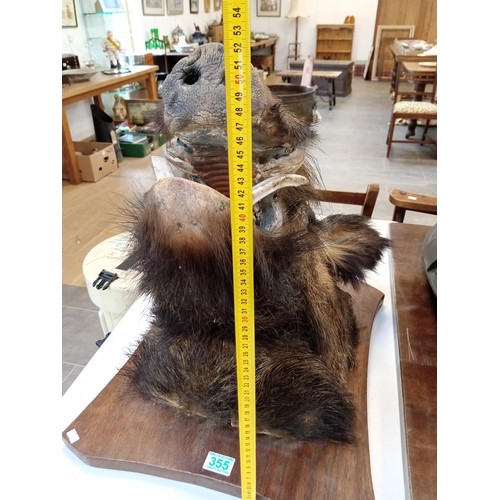 355 - Taxidermy Wild Boars Head Large