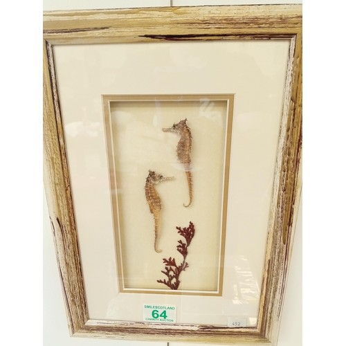 64 - Framed seahorses