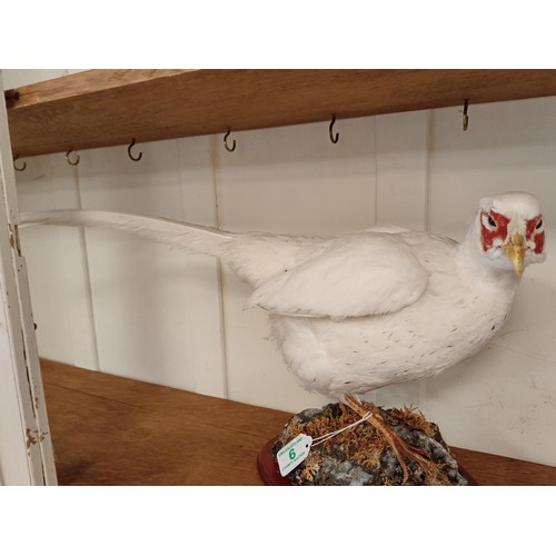 6 - Taxidermy albino/white pheasant