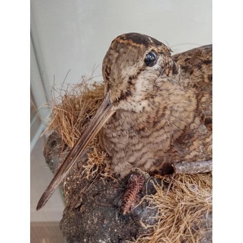 146 - Taxidermy woodcock on nest