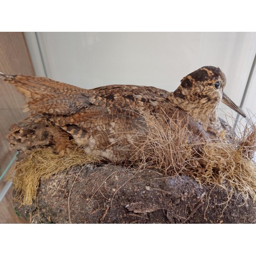 146 - Taxidermy woodcock on nest