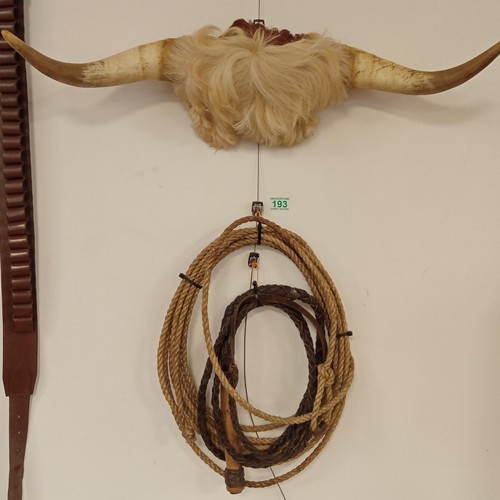 193 - Highland cattle cow horns, bull whip and lasso.