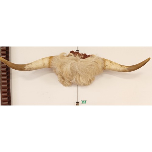 193 - Highland cattle cow horns, bull whip and lasso.