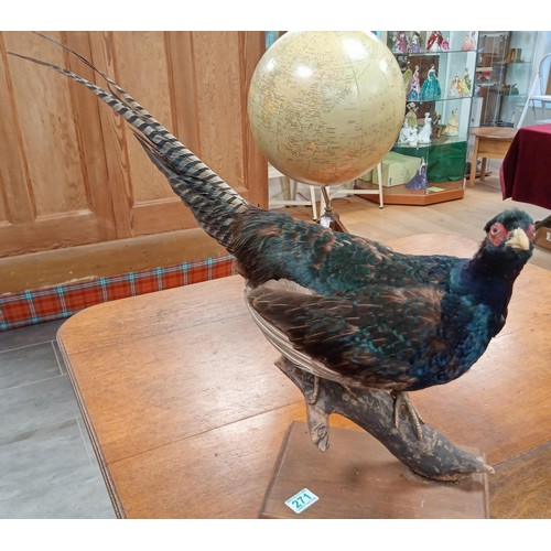 271 - Melanistic Pheasant Taxidermy.