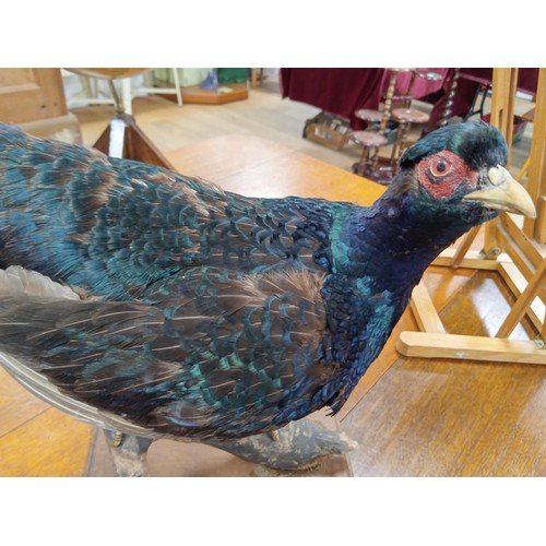 271 - Melanistic Pheasant Taxidermy.