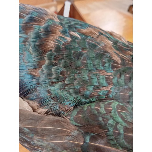 271 - Melanistic Pheasant Taxidermy.