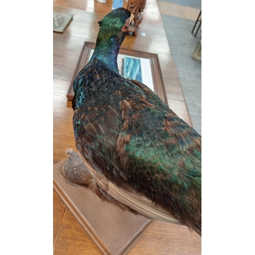 271 - Melanistic Pheasant Taxidermy.