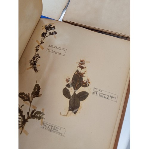 173 - 4 x vintage scrap book items with pressed wild flowers collected through the year 1905