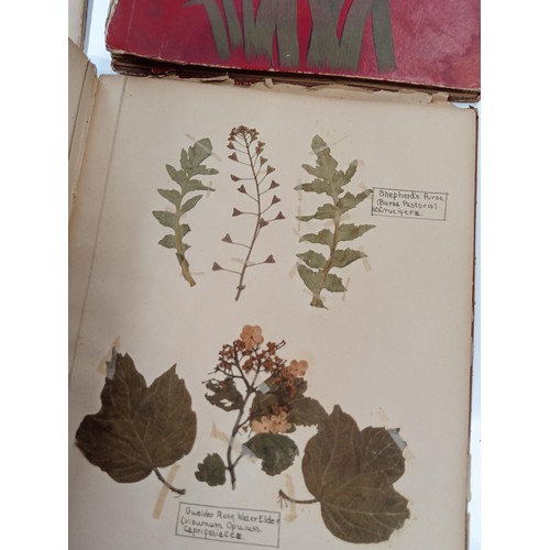 173 - 4 x vintage scrap book items with pressed wild flowers collected through the year 1905