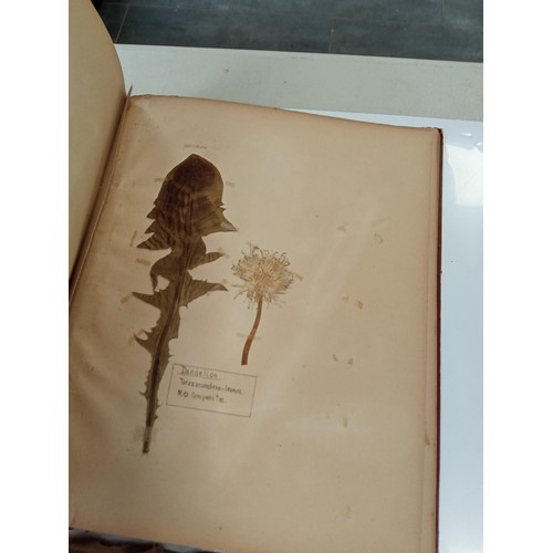 173 - 4 x vintage scrap book items with pressed wild flowers collected through the year 1905