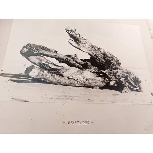 141 - Photographs by Doug Westland, City of Aberdeen 1964 driftwood and 2x vintage cars, all 50x40cm appro... 