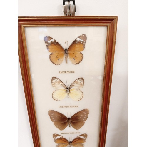 166 - Framed taxidermy butterflies