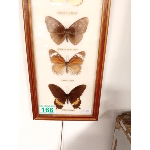 166 - Framed taxidermy butterflies