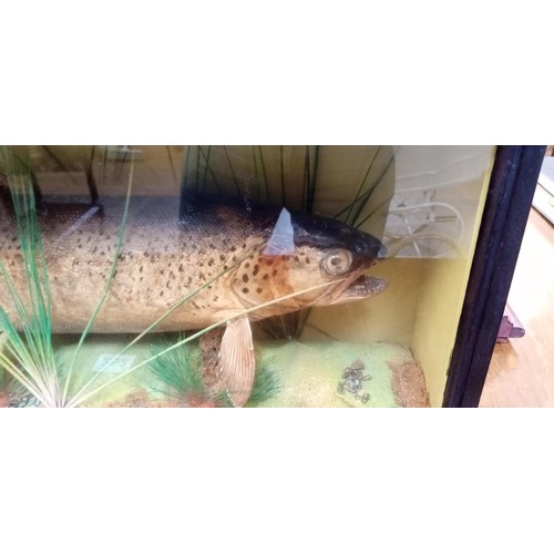 252 - Taxidermy trout caught Salza Austria 6.5lb 1948 in glass case