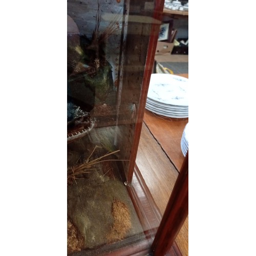 253 - Taxidermy in glass case Large trout