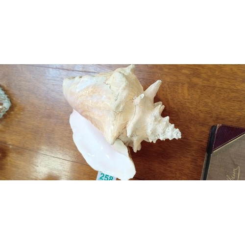 258 - Pair of large conch shells