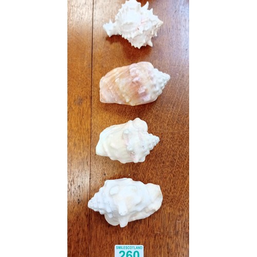 260 - 3x small conch shells & 2x others