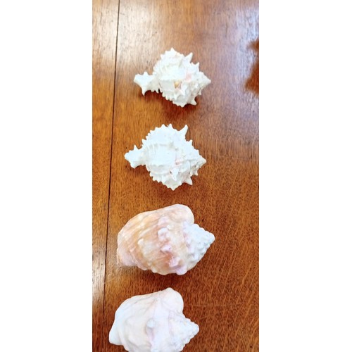 260 - 3x small conch shells & 2x others