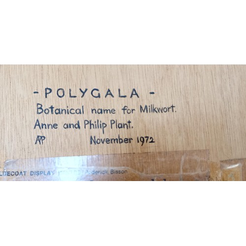 56 - Polygala botanical milkwart artist proof ceramic by Anne & Phillip Plant