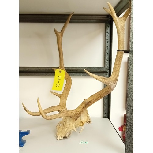 219 - Stag skull head