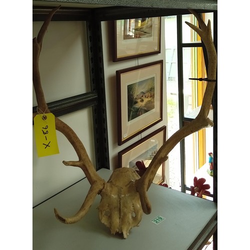 219 - Stag skull head