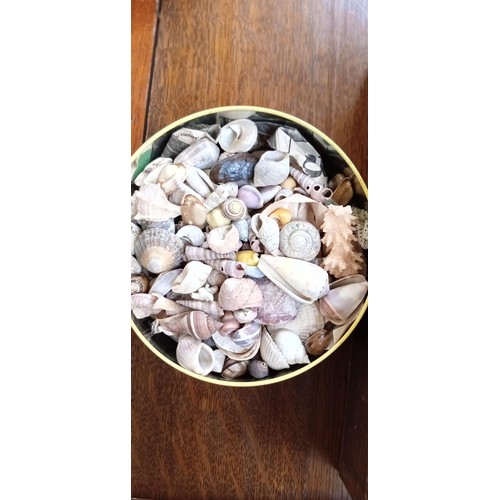 320 - Selection of fossils, shells and ceramic lizard