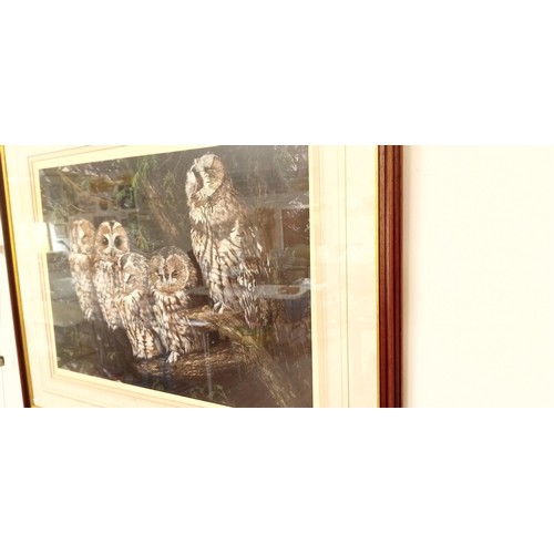 12 - Ltd. Ed framed picture of owls