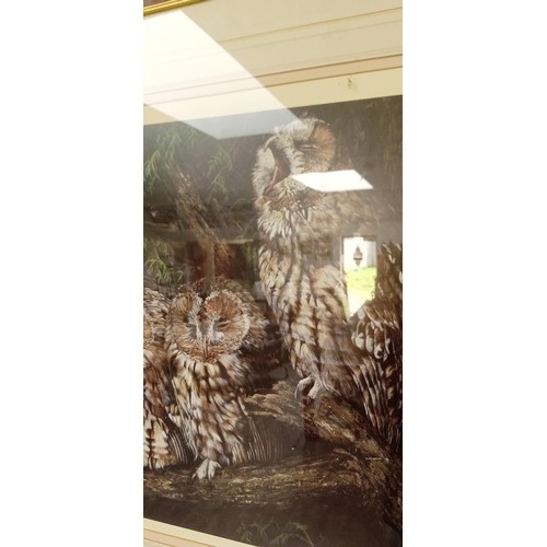 12 - Ltd. Ed framed picture of owls